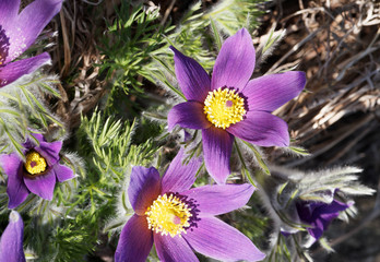 European or common pasque-flower (Pulsatilla vulgaris grandis) Violet bell-shaped flowers many stamens, yellow anthers and silver-grey and hairy finely-dissected leaves