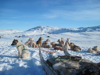 Sledge dogs resting in snow, Greenland © Schluffis On Tour