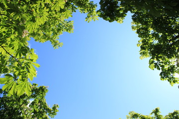 Blue sky in the middle surrounded by green leaves. Trees encircling a beautiful summer sky. Background for impactful presentations. Free space for text or design in the center.
