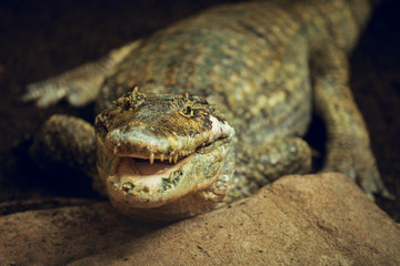 Front photograph of Cayman out of the water in a reptile recovery center.