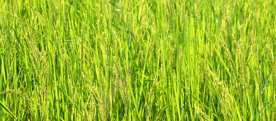 2 Green rice blooms in rice plantations