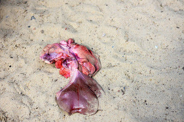 internal organs are scattered in the sand.