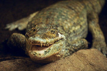 Front photograph of Cayman out of the water in a reptile recovery center.