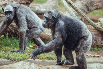 Female chimpanzee monkey looking at the camera walking