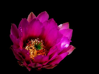 pink flower on black