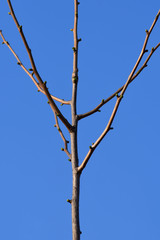 ginko biloba branch with no leaves in spring bright blue sky portrait format 
