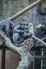 Obraz premium Group of Chimpanzee eating banana sitting on tree.