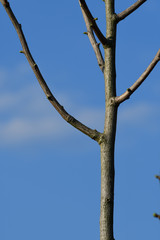 ginko biloba branch with no leaves in spring bright blue sky portrait format 