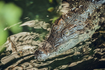 Fototapeta premium Close up of Crocodile in water
