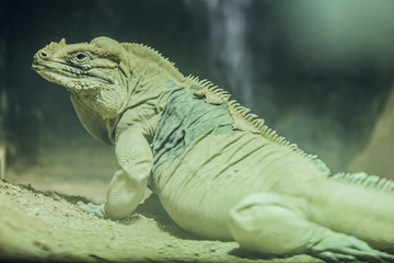 Endangered green reptile in Zoo