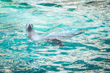 Obraz premium California sea lion swimming in blue water