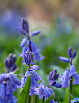 Bluebells in spring, photographed in the Celandine Way woodland near the walled garden at Eastcote House Gardens, London Borough of Hillingdon, UK.