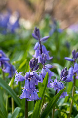 Bluebells in spring, photographed in the Celandine Way woodland near the walled garden at Eastcote House Gardens, London Borough of Hillingdon, UK.