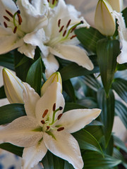 Nahaufnahme, close up, Blüte einer weißen Lilie, Magnoliopsida, Lilium