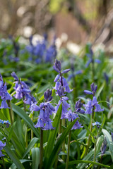 Bluebells in spring, photographed in the Celandine Way woodland near the walled garden at Eastcote House Gardens, London Borough of Hillingdon, UK.