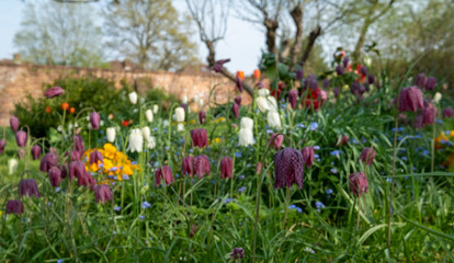 Snake's head fritillary flowers growing wild in the grass, photographed at Eastcote House Gardens, London Borough of Hillingdon, UK in spring.