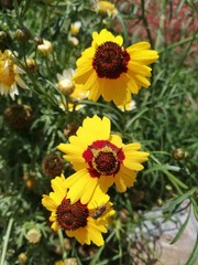 yellow flowers in the garden