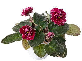 A Bouquet of Blooming Violets of Uzambar, Hybrid, Selective, Bright Red, With A White Border, Half-Double. Isolated On Black Background