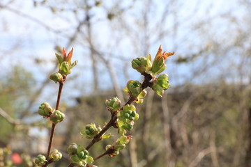 Young sprouts of currants in the garden, the birth of a new life. The concept of spring. Blackcurrant leaves at sunrise, selective focus