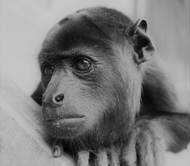 retrato de mono aullador del Amazonas en refugio, Perú