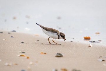 A semi-palmated plover (Charadrius semipalmatus) forages for food on a sandy beach