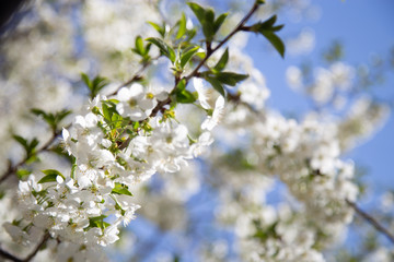spring trees in bloom against a blue sky