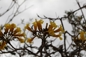Alegria em dias cinzas.