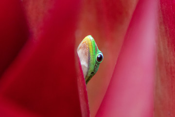 A cute, bright green Madagascar day gecko (Phelsuma madagascariensis) sits inside a pink flower