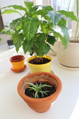 home flowers in pots bring pleasure, women's hobby is to grow indoor plants