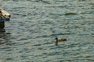 Obraz premium Como, ITALY - August 4, 2019: Variegated duck swimming along the shore of Lake Como in the center of beautiful Italian Como city. Warm sunny summer day in very popular holiday destination