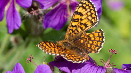motyl dostojka aglaja © Roman
