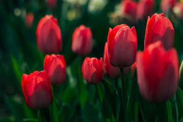 The first red tulips bloom in the spring garden