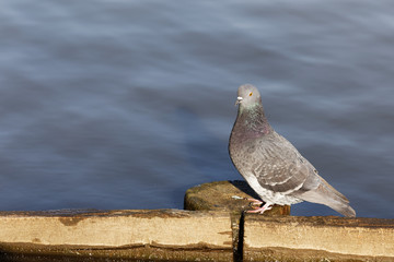 Dove by the water on a pond. Dove at a watering hole.