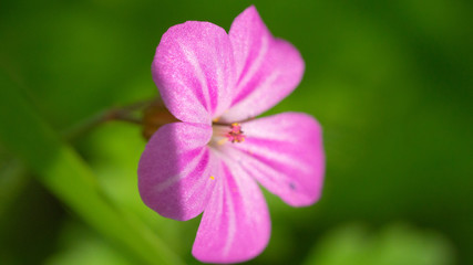 Fototapeta premium kwiat