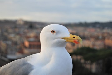 gaviota en la ciudad