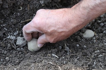 The organic farmer nearby, planting his potatoes