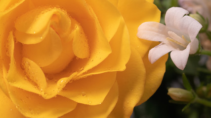 kwiat macro róża