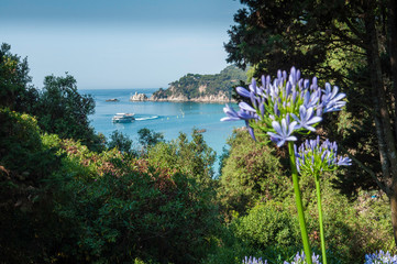 flowers on the coast