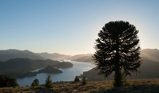 Alumine lake in Pehuenia