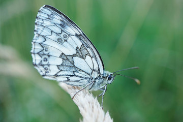 Nahansicht eines Schachbrettfalters