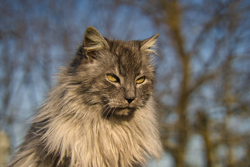 Naklejka na ściany i meble Türkische Angora Katze mit grauem Langhaarfell und grünen Augen im Garten