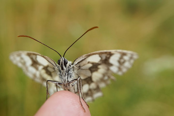 Nahansicht eines Schachbrettfalters