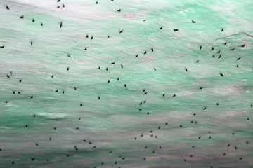 Wintering gnats on ceiling of basement. Blood-sucking insects