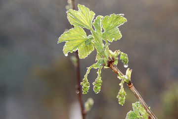 Young sprouts of currants in the garden, the birth of a new life. The concept of spring. Blackcurrant leaves after rain at dawn, selective focus