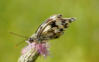 Nahansicht eines Schachbrettfalters