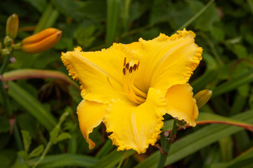 bright yellow daylily