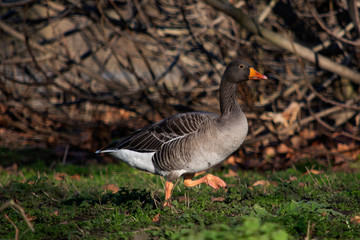 kaczka siwa  © Dariusz Grochal 