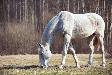 Portrait of gray horse grazing on green grassland
