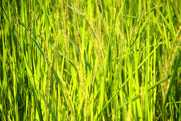 1 Green rice blooms in rice plantations