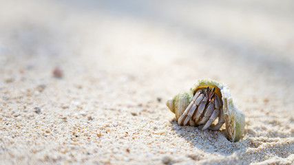 A hermit crab in a sea shell crawls on a sandy shore, a mollusk on the ocean. Background marine theme